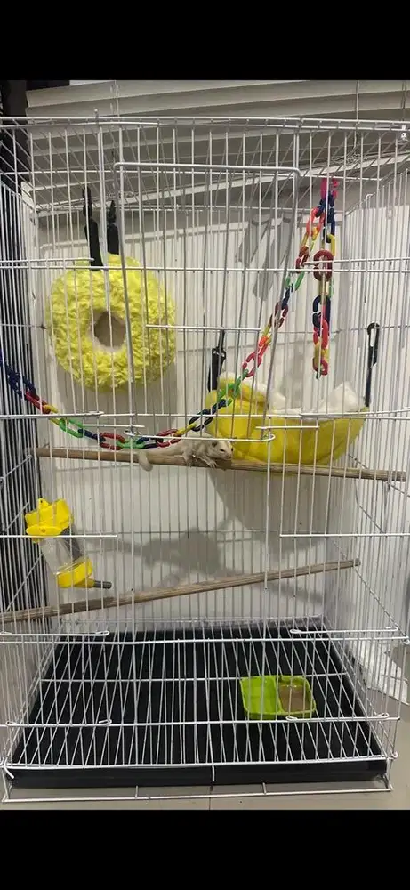 kandang ukuran 30x45x70