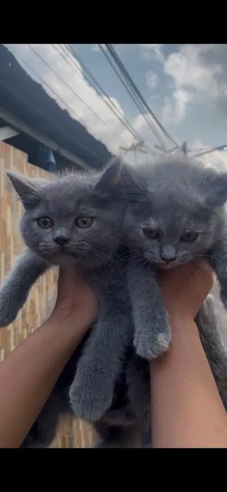 Kucing BRitish Shorthair Line ped