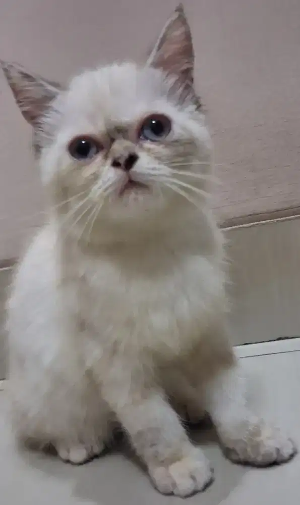 Kitten BSH Blue Point