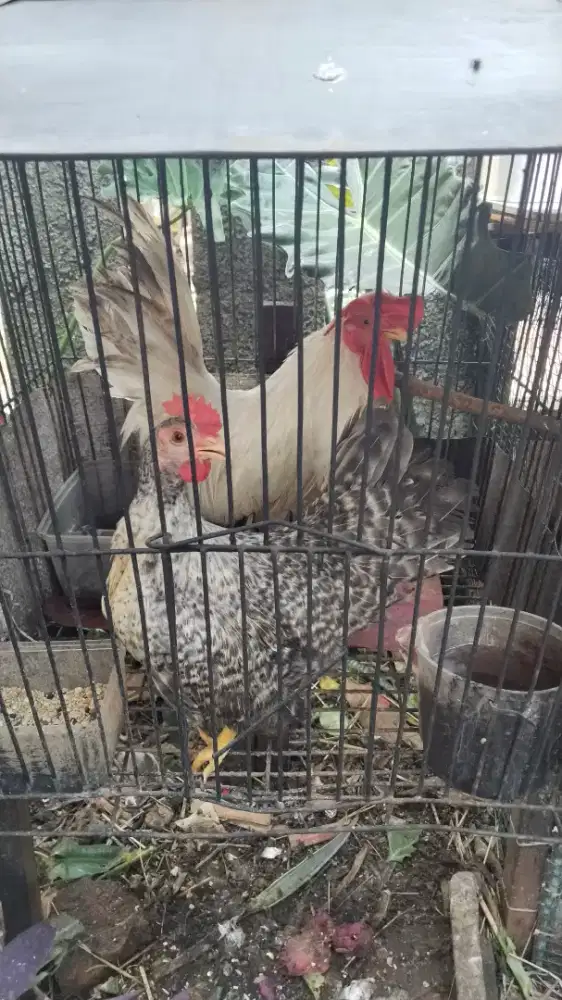 Dijual cepat Ayam Kate sepasang indukan