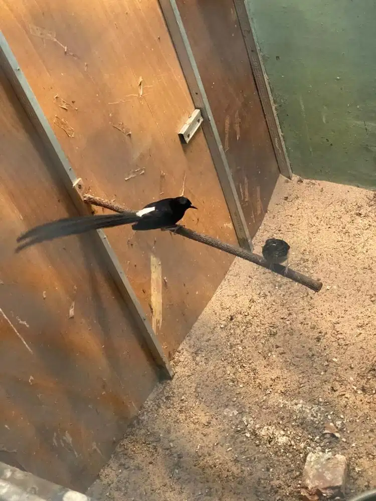 Indukan murai sepasang plus anaknya