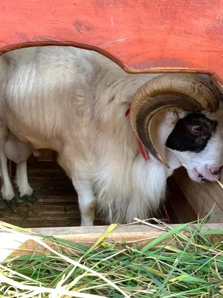 domba/kambing qurban
