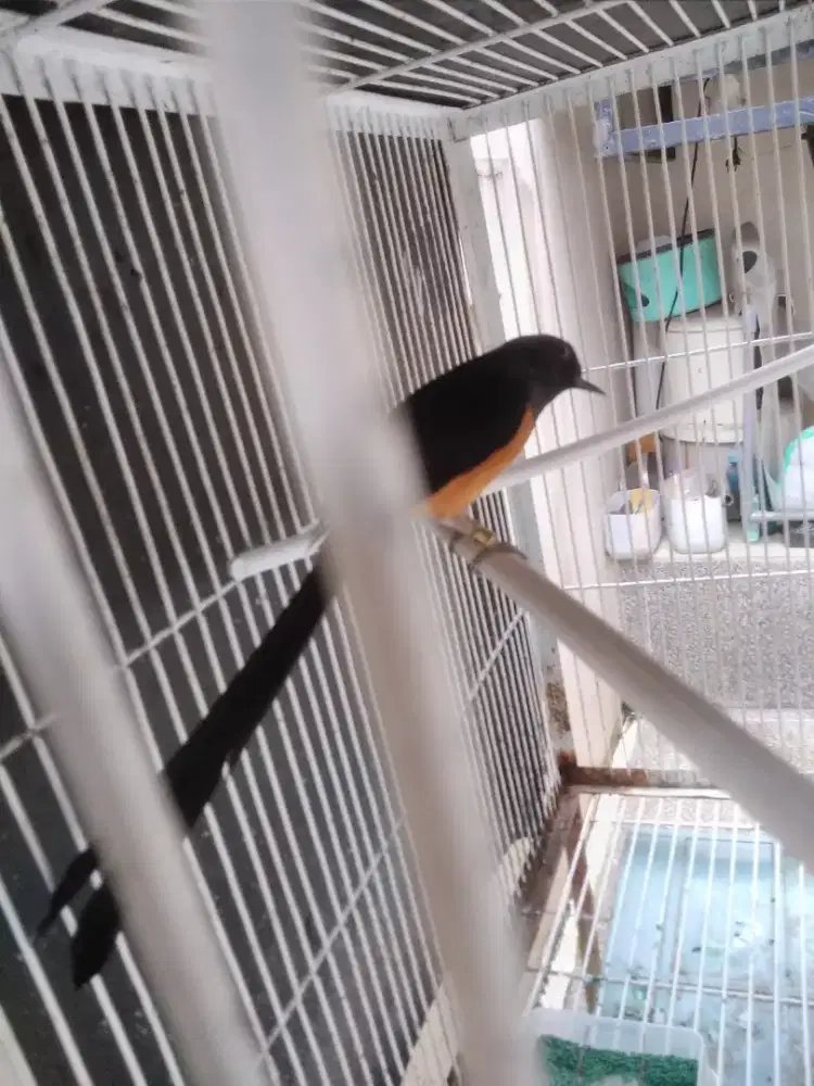 Burung murai gacor + kandang besi .