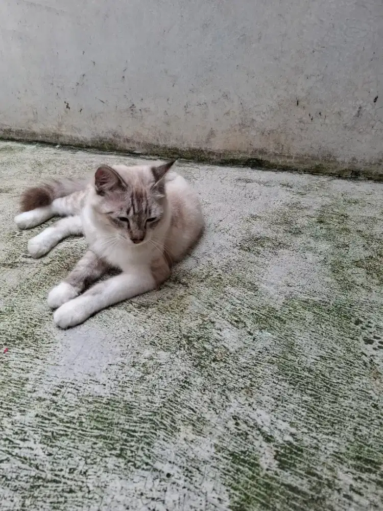 Kucing anakan dr b s a sm persia