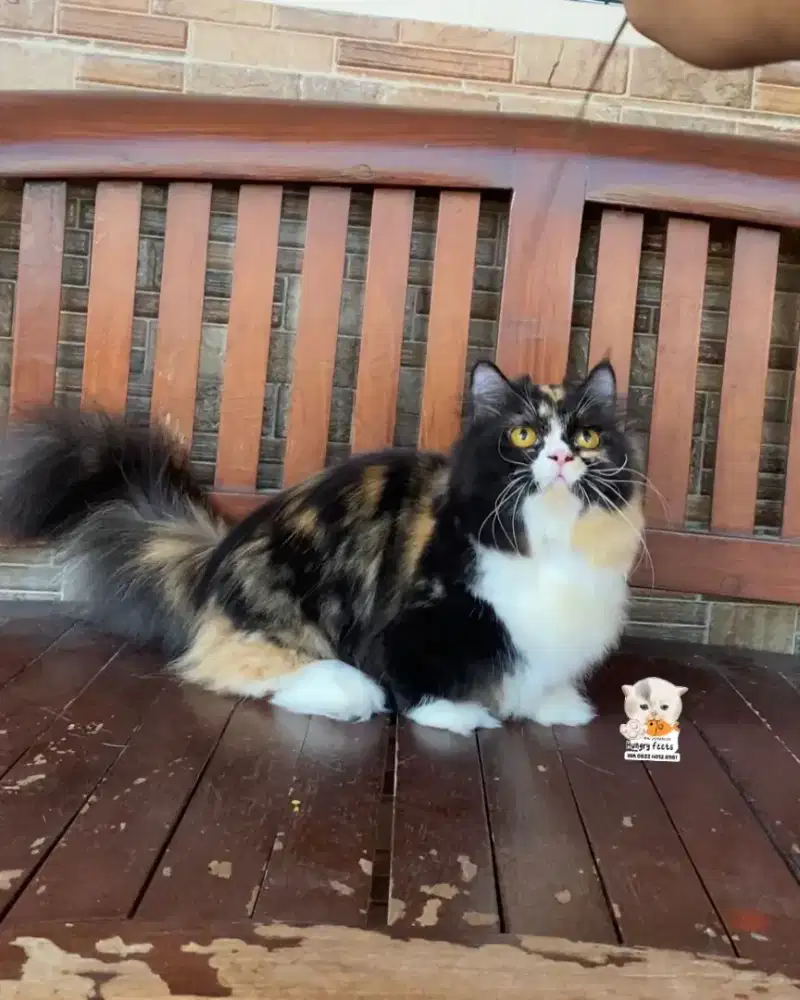 KUCING MUNCKIN BETINA CEBOL (kaki super pendek)