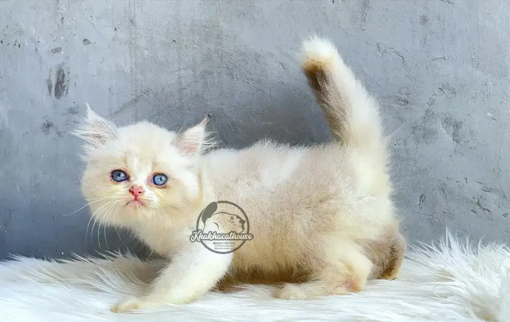 RAGDOL Cantik Betina