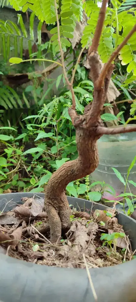 Bahan bonsai asem jawa