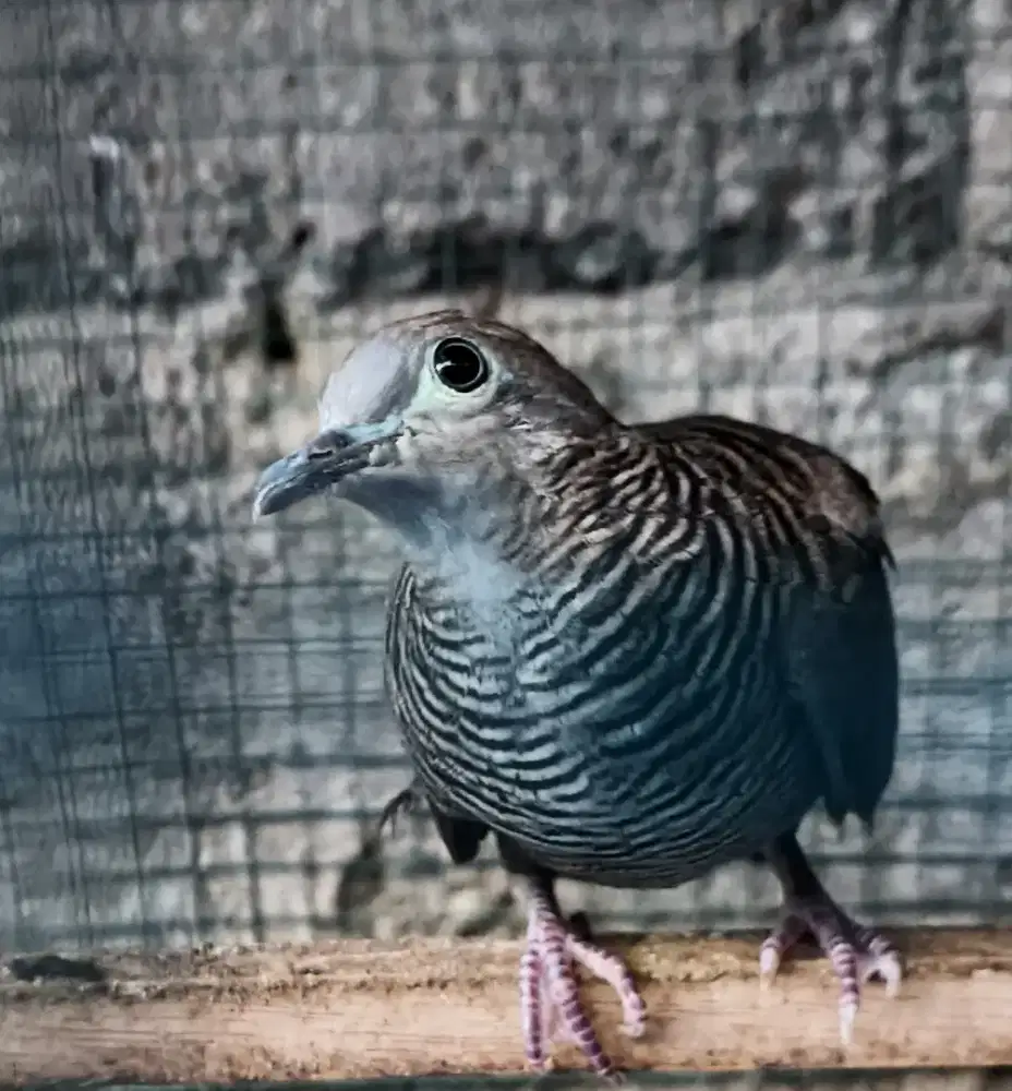 Perkutut kaki Bebek mojopahit