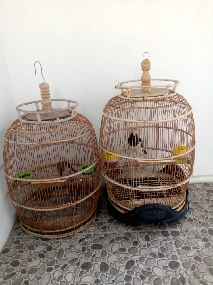 BURUNG JALAK MALAYSIA DAN BURUNG TRUCUKAN (jog-jog)