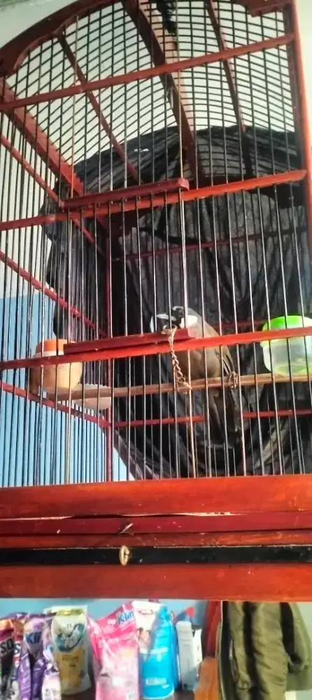 Poksay Hongkong jantan