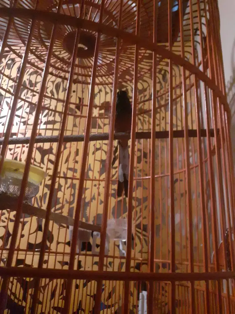 Murai Atas bawah gacor cocok untuk Rumahan