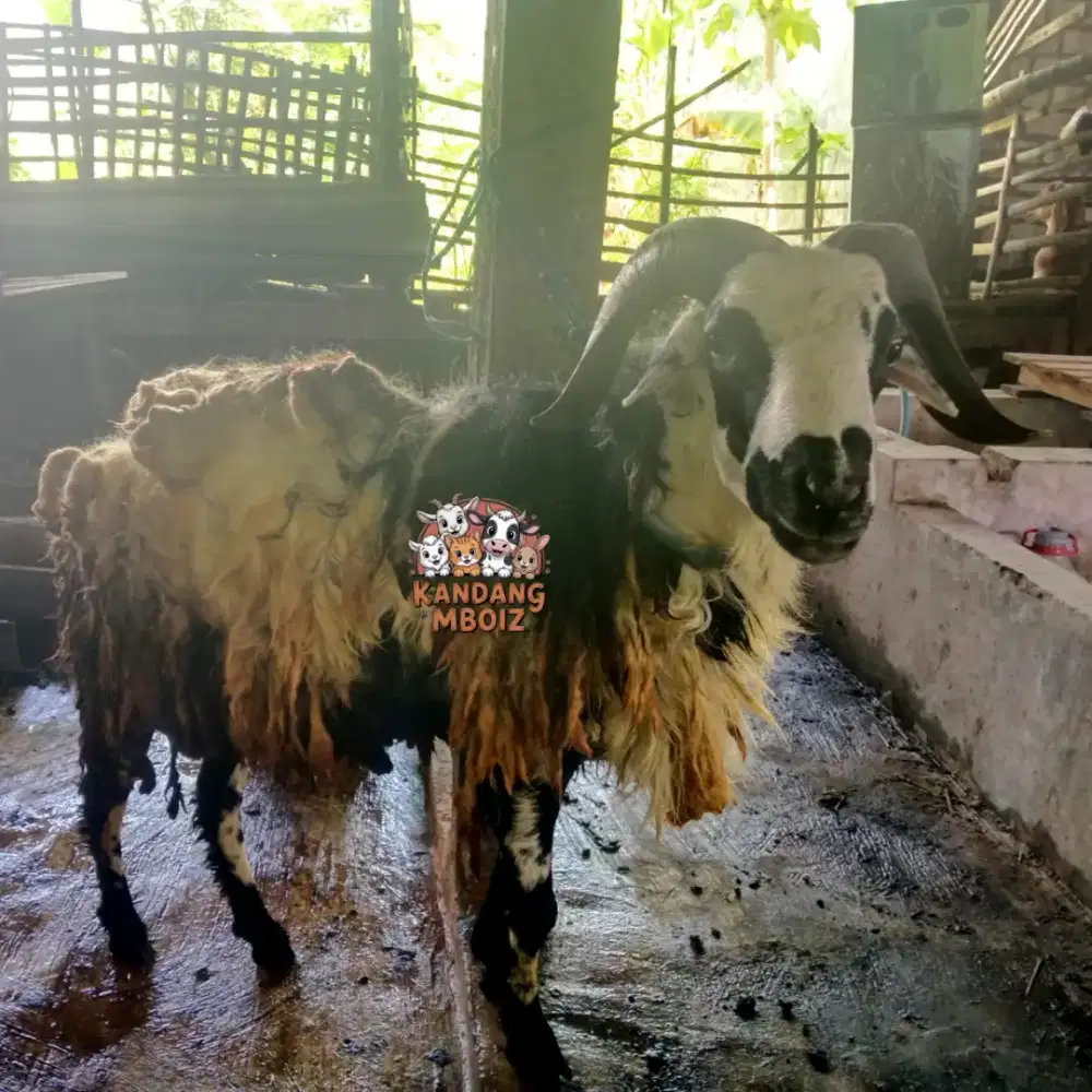 Domba Kurban Type Super Duper