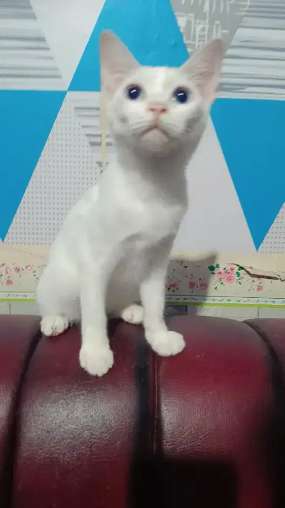 Kitten Persia Ns Putih mata biru