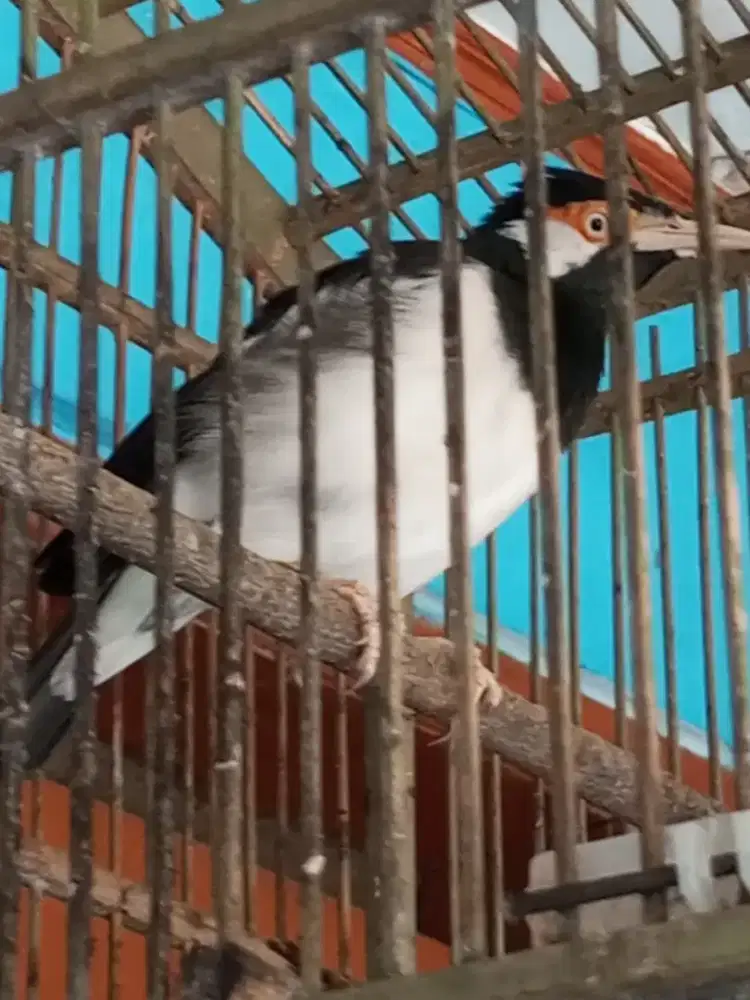 Jalak suren jinlat tidak jinak harian brisik bngt suara variasi macam2