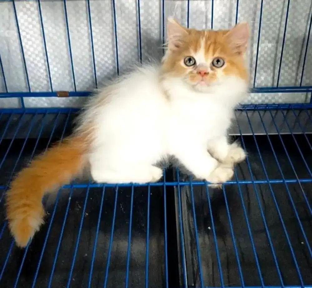 Kitten persia  jantan