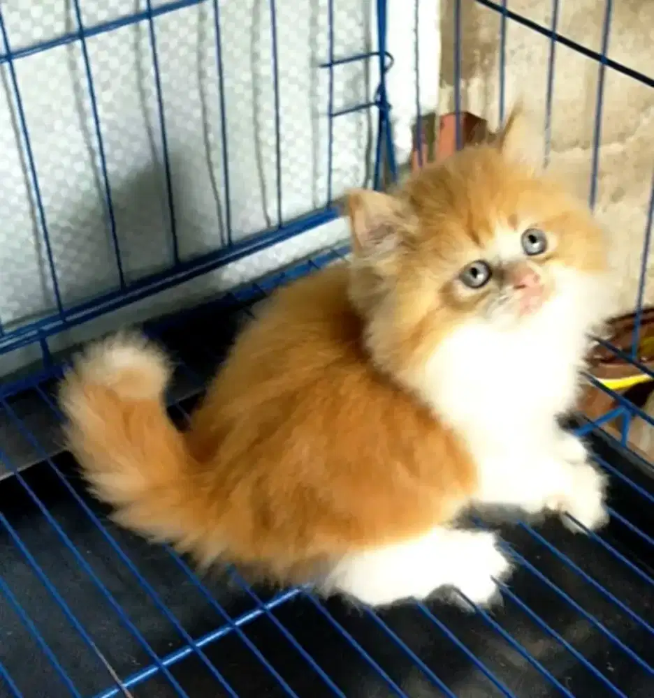 Kitten persia jantan
