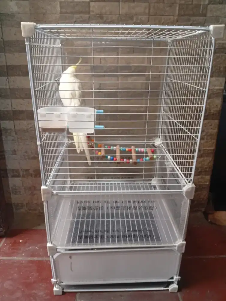 Di jual burung full set dengan kandang