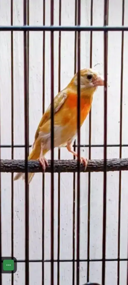 Red siskin dobel dilute remaja