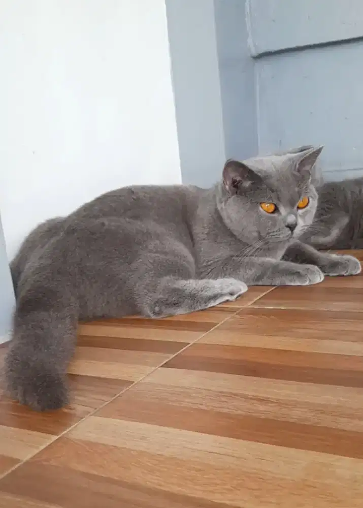 Pacaak British shorthair
