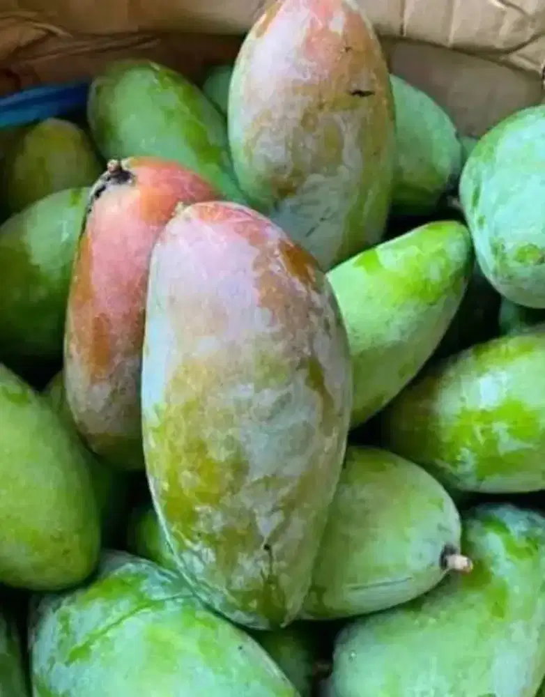 Mangga Kiojay 1 Dus Isi 50-60Kg