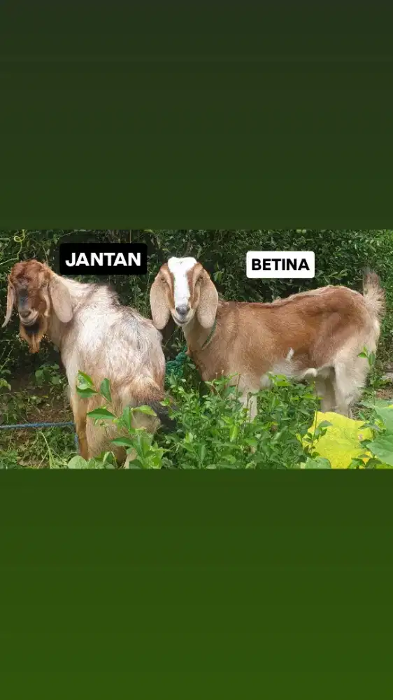Kambing Sepasang (Jantan&Betina)