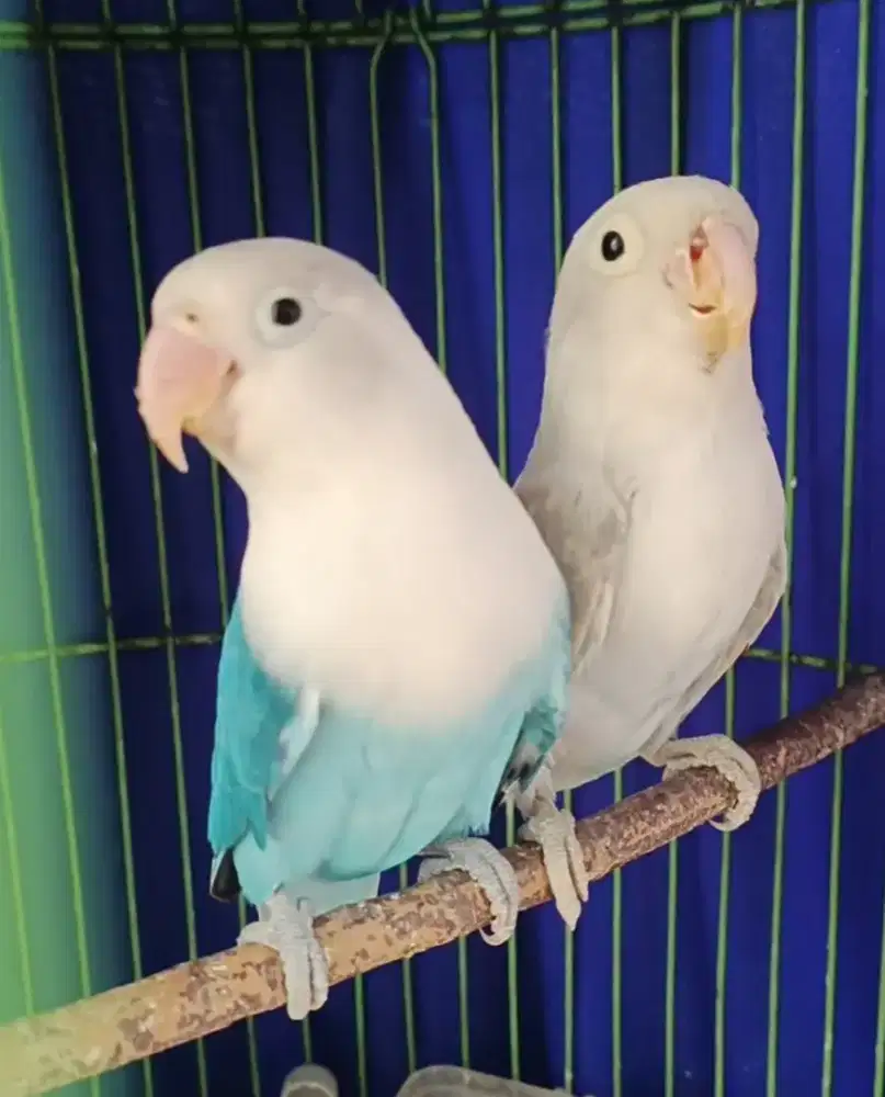 Sepasang Lovebird