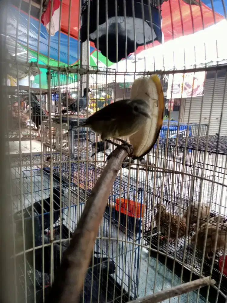 Burung ompyor jawa