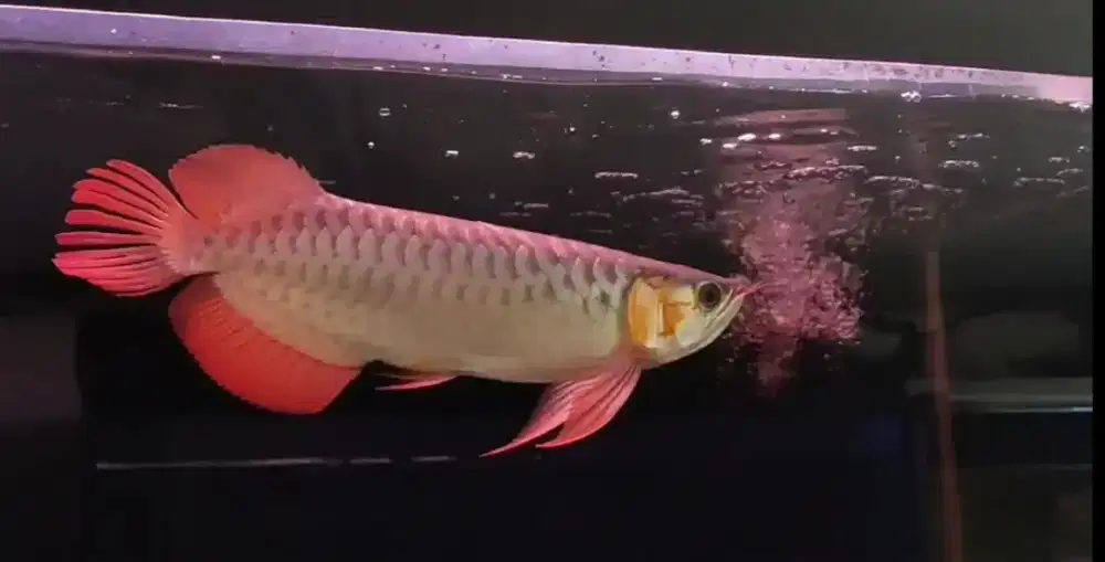 Arwana super red 32cm