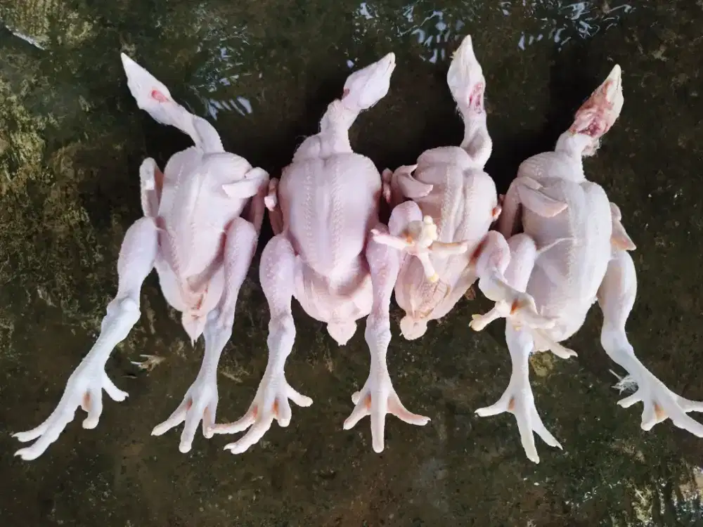 Ayam potong fresh/frozen