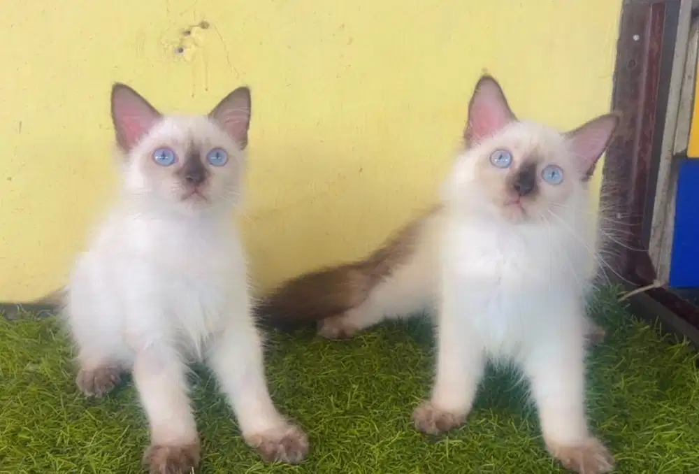 Kucing ras persia himalaya sepasang 3 bln
