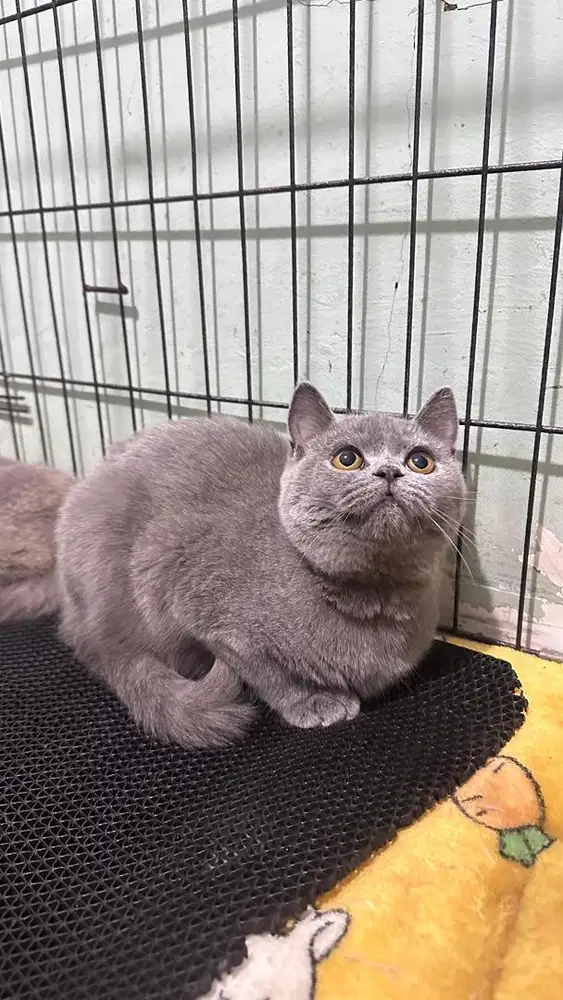 British short hair female blue 5 bulan,sehat manja dan lucu
