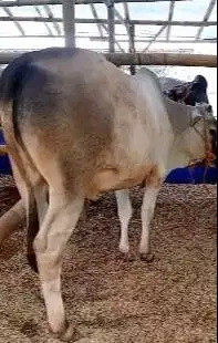 sapi putih jawaan 250kiloan siap sapi qurban murmer ekonomisan rawatan