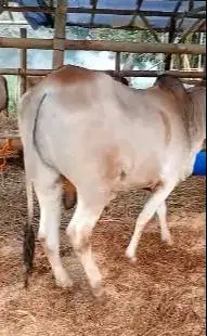 sapi putih jawaan 300kiloan siap sapi qurban murmer ekonomisan rawatan