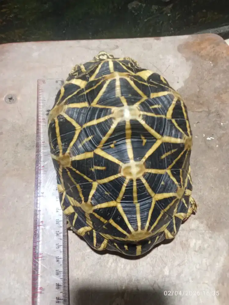 Istar induk 15-16cm betina