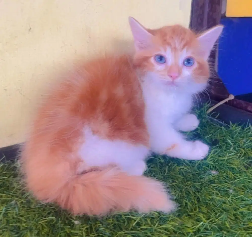 Kucing ras persia oren marbel jantan 2.5 bln