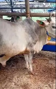 sapi jawa PO ongoleh putih 250kiloan layak sapi kurban murmer ekonomis