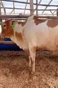 sapi jawa PO ongoleh putih 300kiloan layak sapi kurban murmer ekonomis