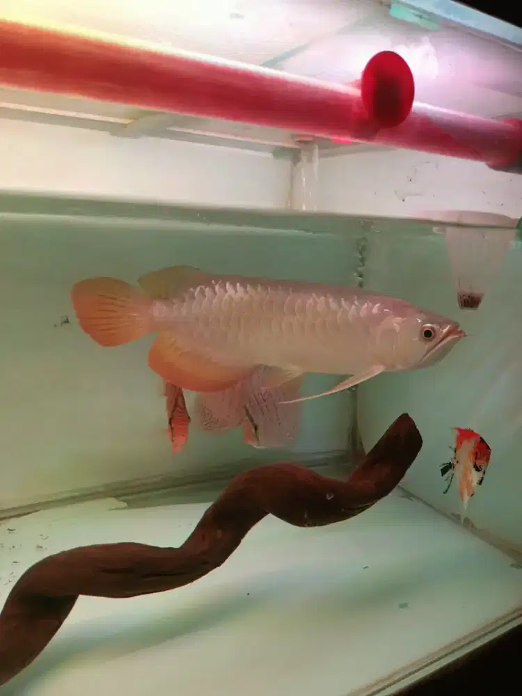 Ikan arwana golden red