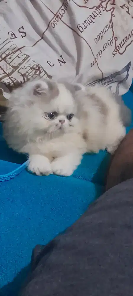 Kitten persia peaknose