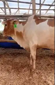 sapi PO putih jawaan ongole 300kiloan layak sapi qurban ekonomisan top