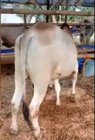 sapi PO putih jawaan ongole 300kiloan layak sapi qurban ekonomisan top