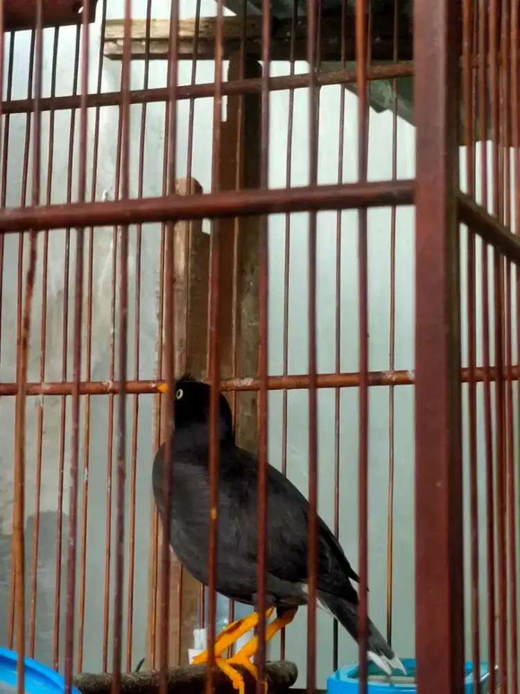 Jalak Kebo Maput Bekas Masteran Materi Greja Tarung