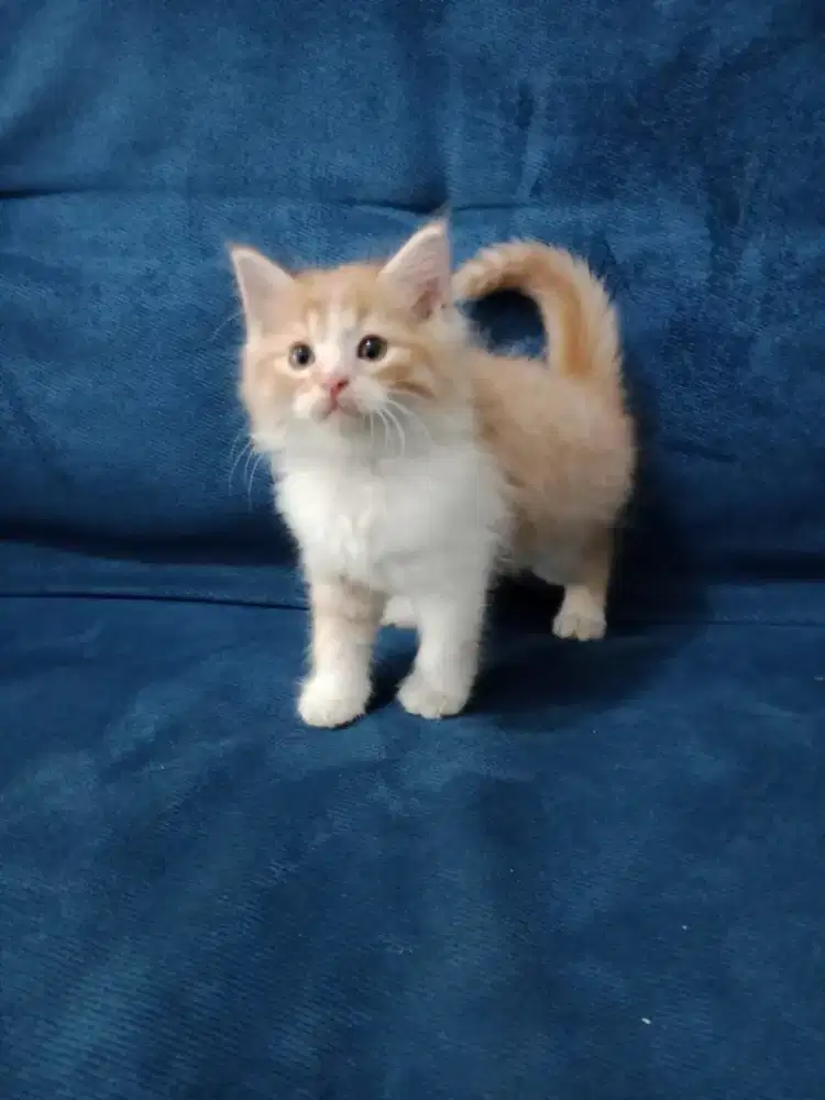 Kucing Persia kitten