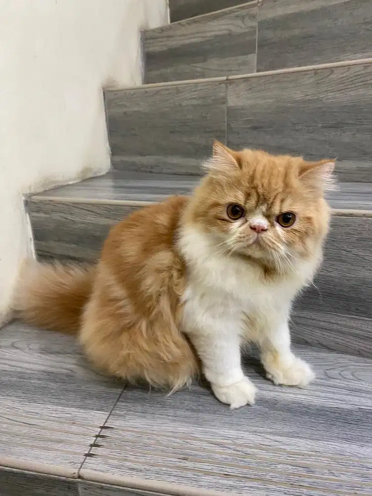 Kucing Persia Long Hair Jantan