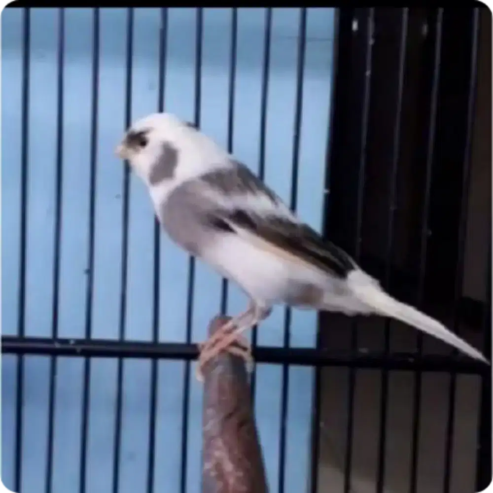 Kenari Panda Jantan Loper Paud Usia 2 Bulan