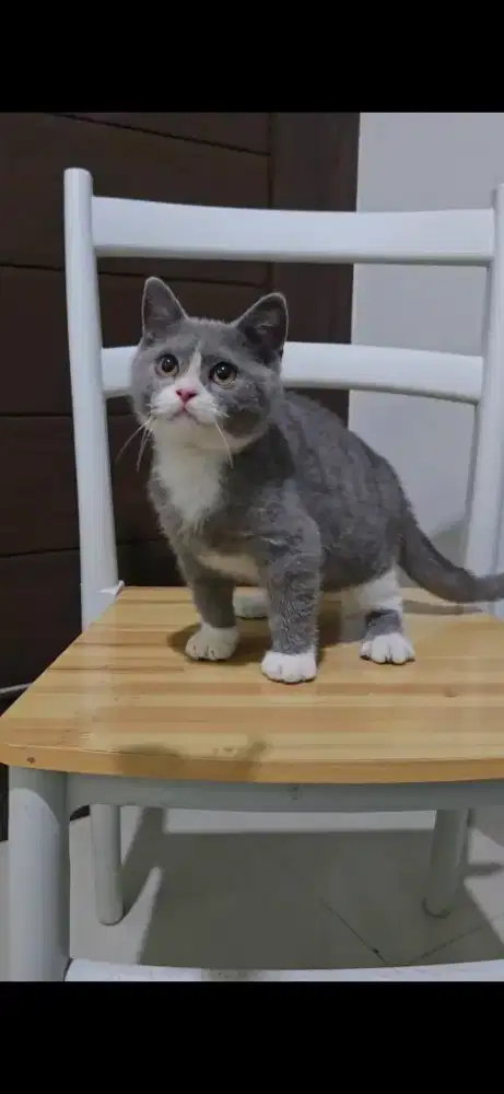 Bsh bicolor blue jantan 5 bulan