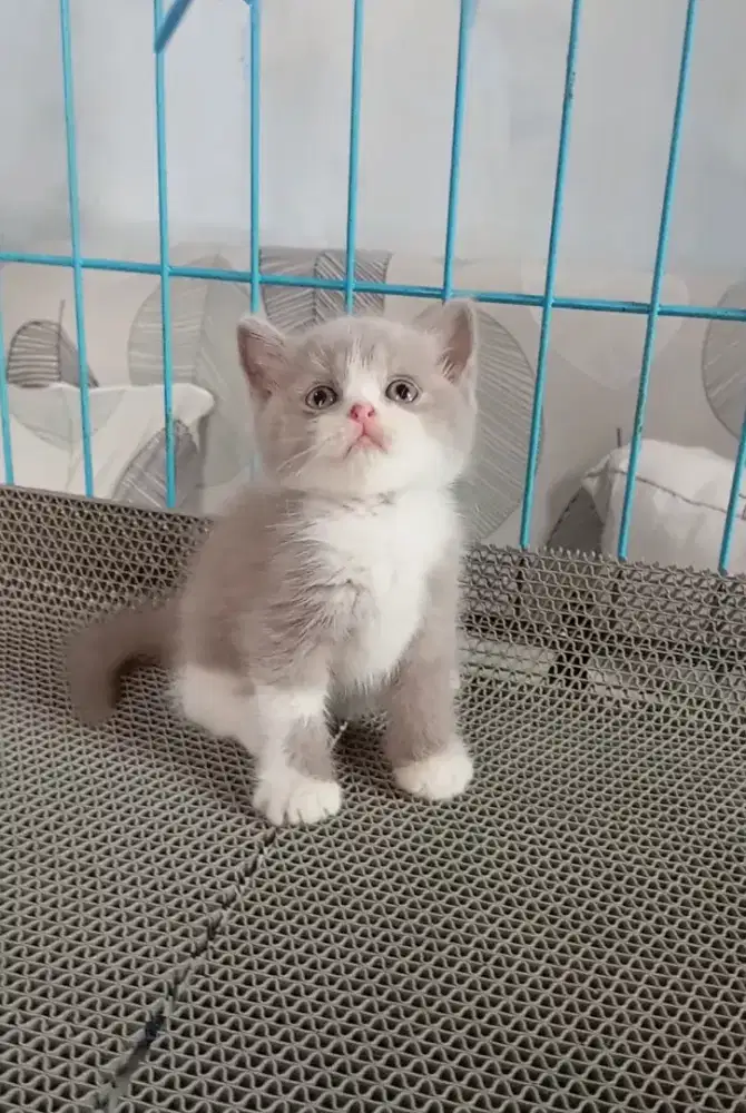 BRITISH SHORTHAIR / BSH LILAC JANTAN