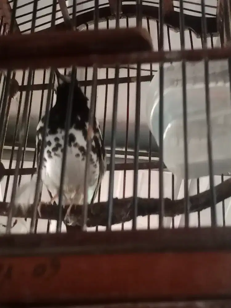 Anis kembang jantan ring malang