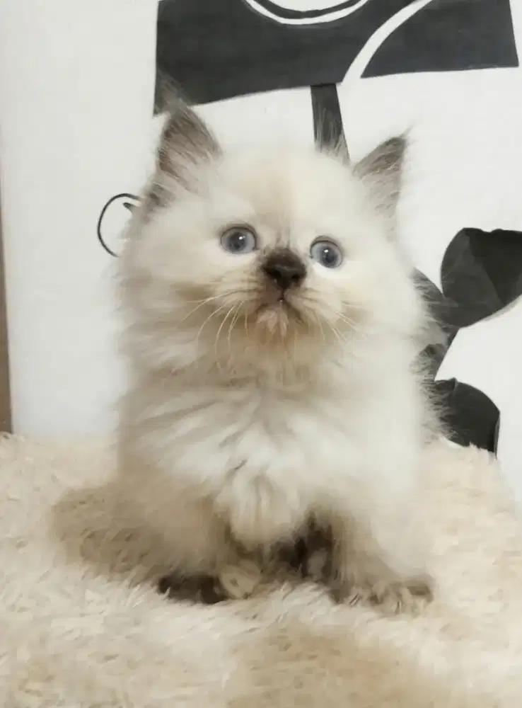 Munchkin sealpoin Betina