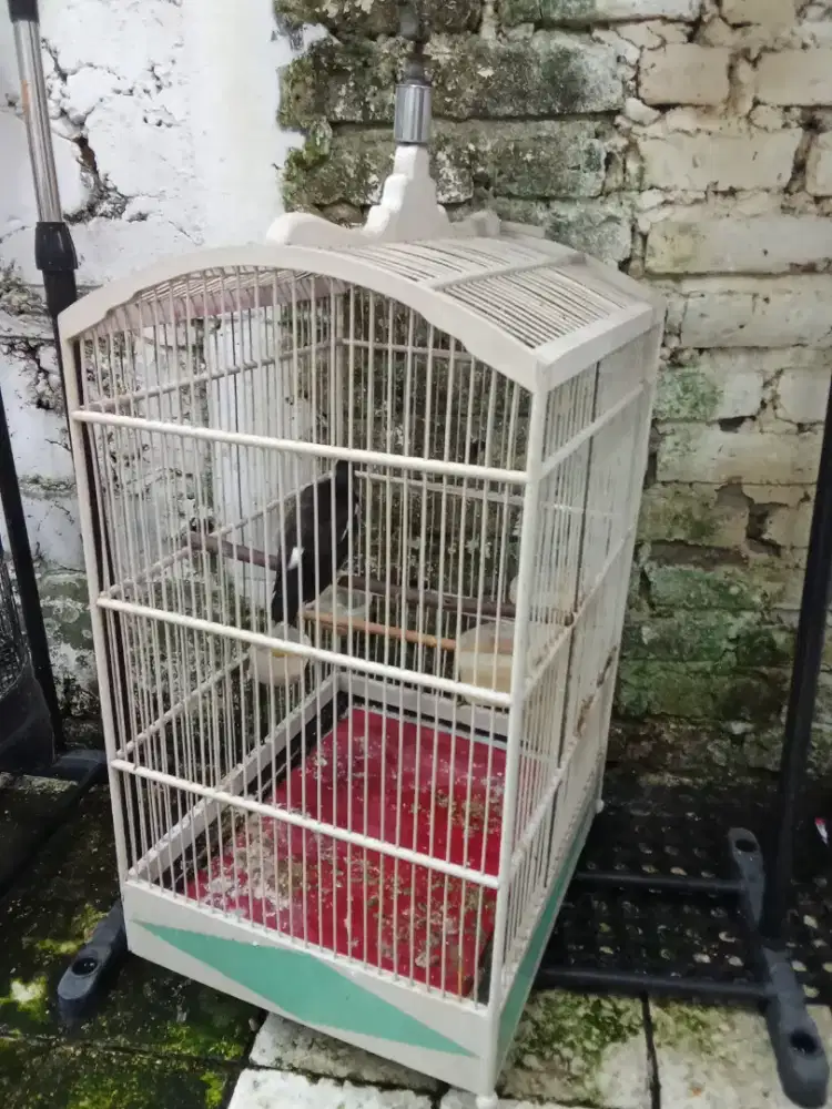 Manok burung ngerameni